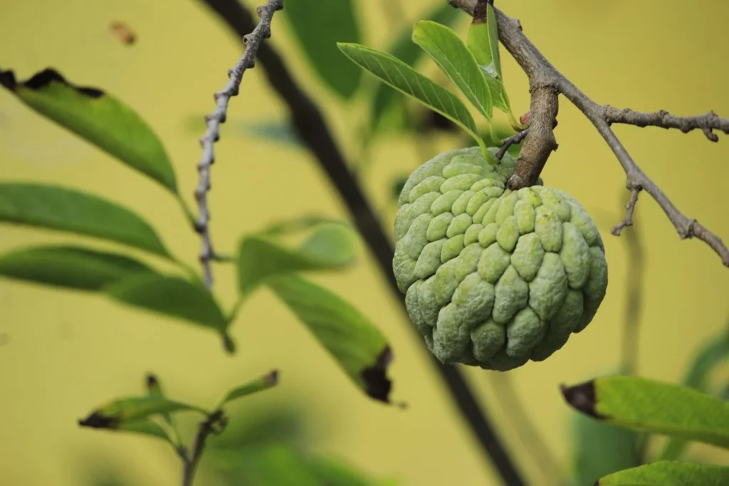 Close-up of sugar apple fruit showing detailed texture and natural color