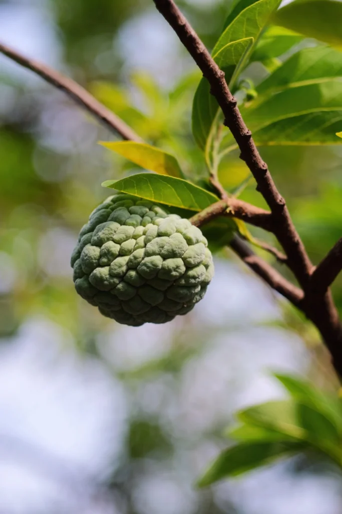 Fresh custard apple cut open showing creamy white flesh suitable for diabetes diet