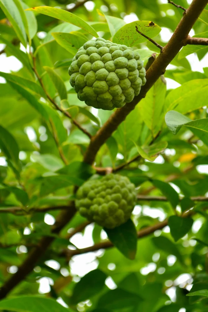 Custard apple fruit with characteristic knobbly pale green skin
