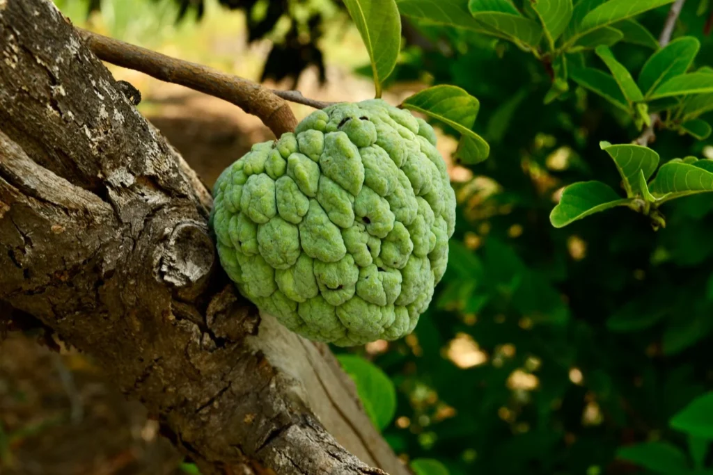 Fresh whole custard apple fruit with bumpy green skin on a wooden surface