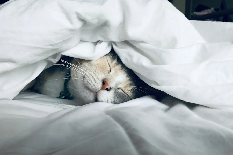 Person sleeping peacefully in a dark cool room for optimal blood sugar regulation
