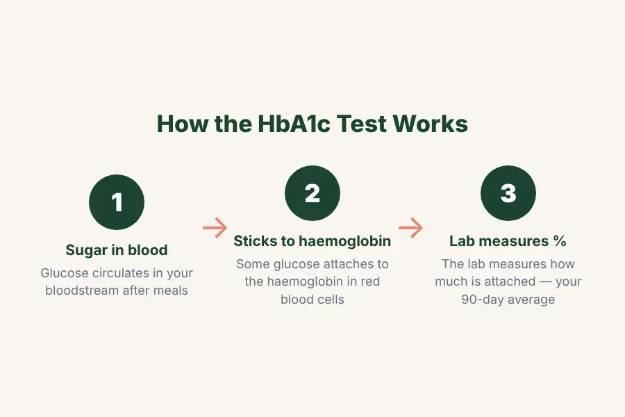 Three-step diagram showing how HbA1c works: sugar attaches to haemoglobin, red blood cells live 90–120 days, and the test measures accumulated sugar over that period