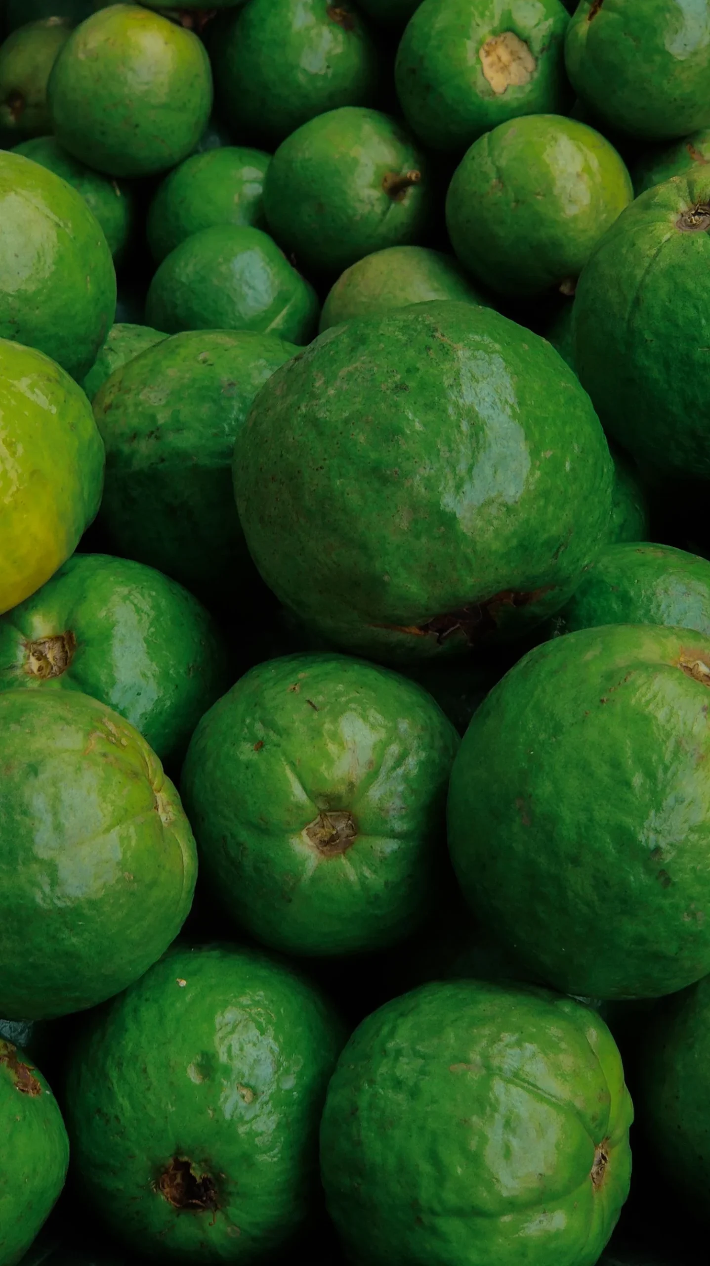 Fresh green guavas close-up on a wooden surface