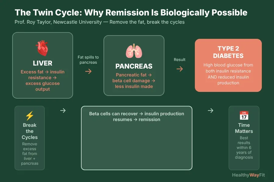 Twin Cycle Hypothesis diagram: liver fat accumulation causes insulin resistance, which feeds pancreas fat accumulation and beta cell dysfunction, together driving Type 2 diabetes — breaking both cycles triggers remission